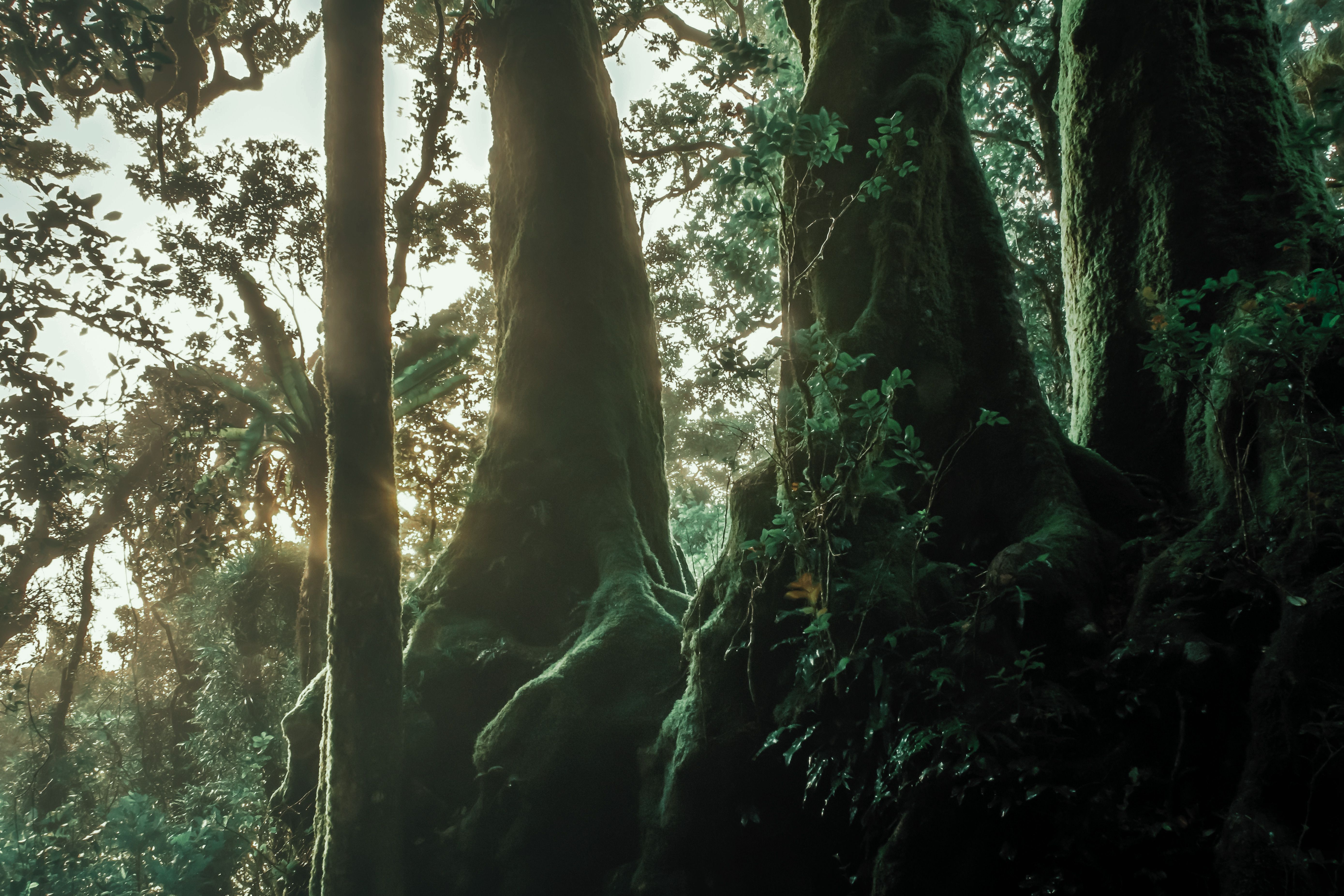 Ancient tropical forest floor with massive roots and canopy light